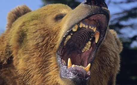 В Приморье участились нападения медведей на людей