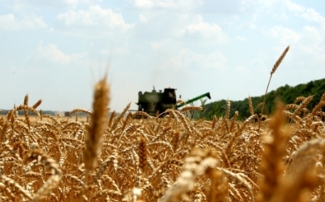 Вице-губернатор Приморья: «Продукция на полях есть»