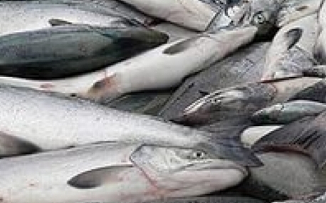 На Хасане полиция изъяла 2,8 тонн лосося