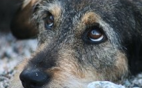 Житель Владивостока зверски убил девять собак 