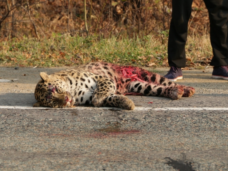 Автомобиль сбил леопарда в Приморье