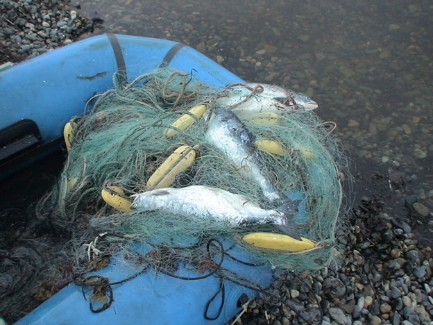 Более тысячи штрафов заплатят приморцы за незаконный лов лососей