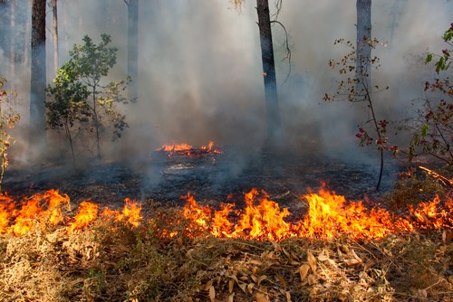В Приморье оперативно потушены семь лесных пожаров
