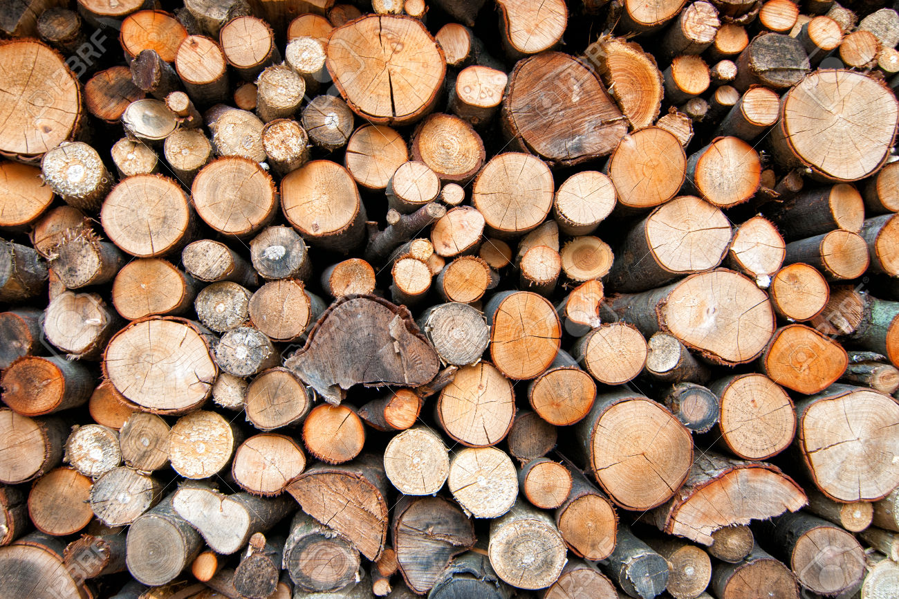 170 тысяч кубометров древесины выдано приморцам