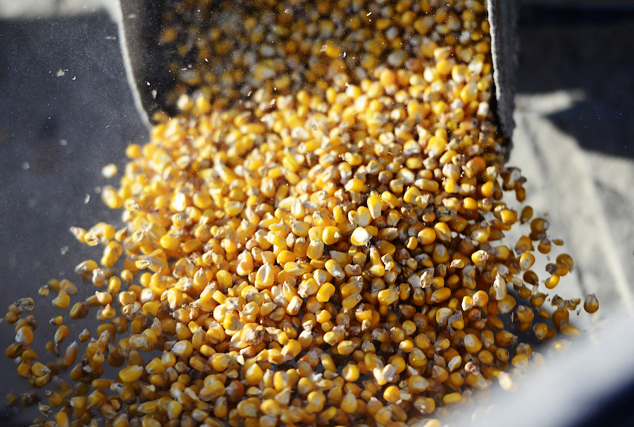 В Приморье убрано более 30 тысяч гектаров кукурузы