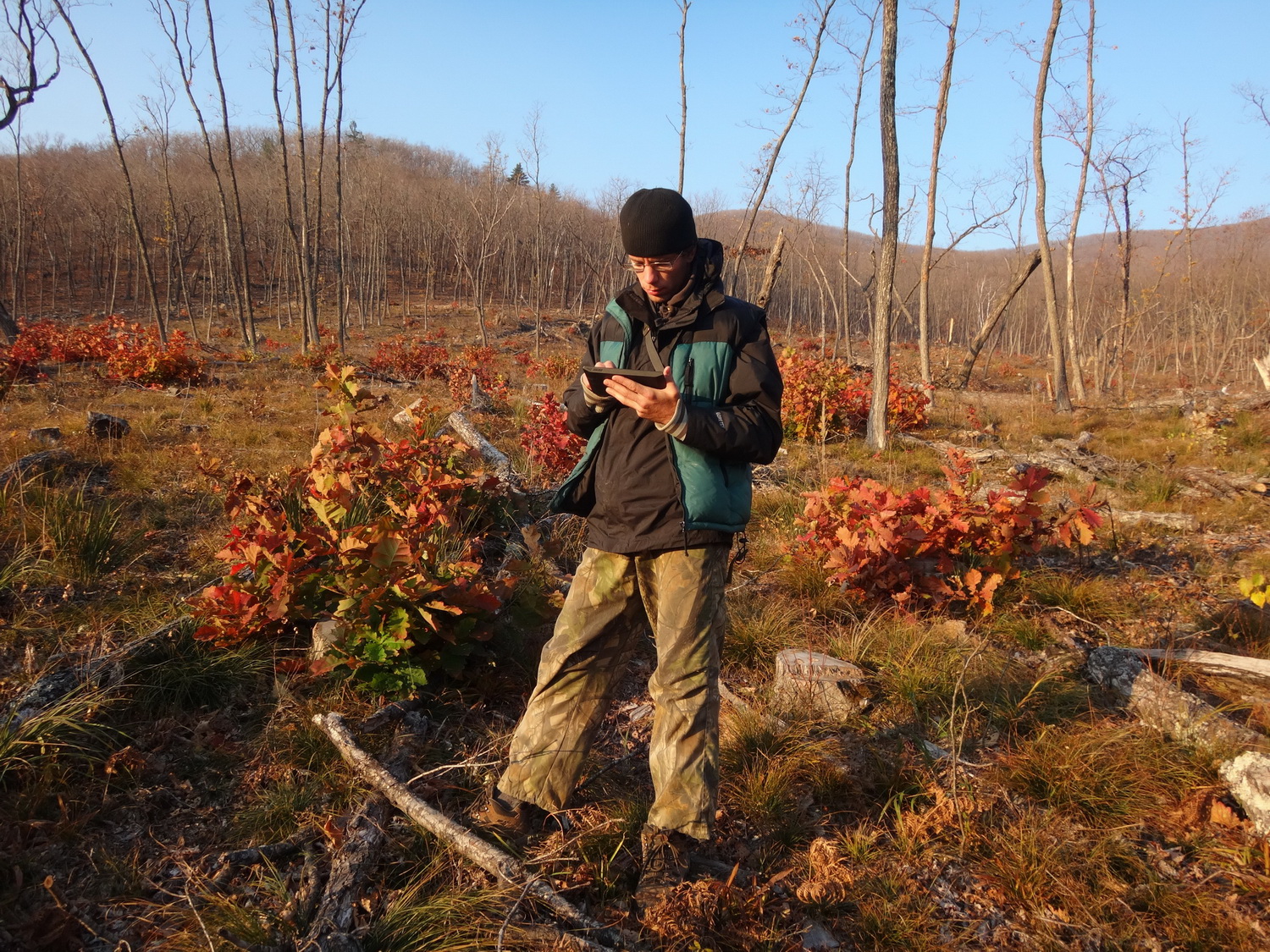 В Приморье запустят мобильное приложение «Лесной инспектор»