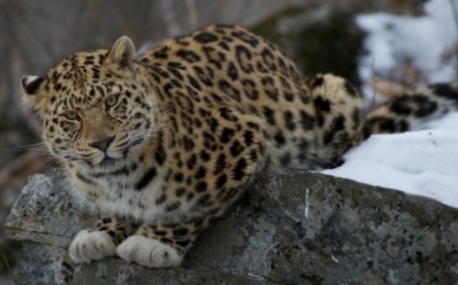 Приморье: Леопард в белых «перчатках» попал под прицел видеокамеры