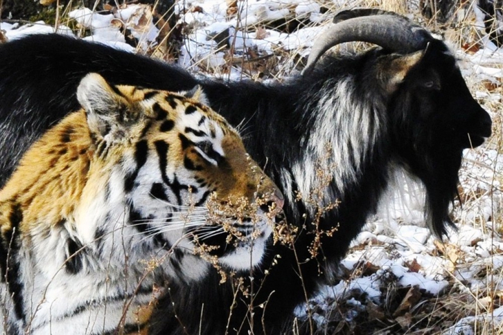 The show must not go on: приморцы больше не увидят трансляций с козлом и тигром