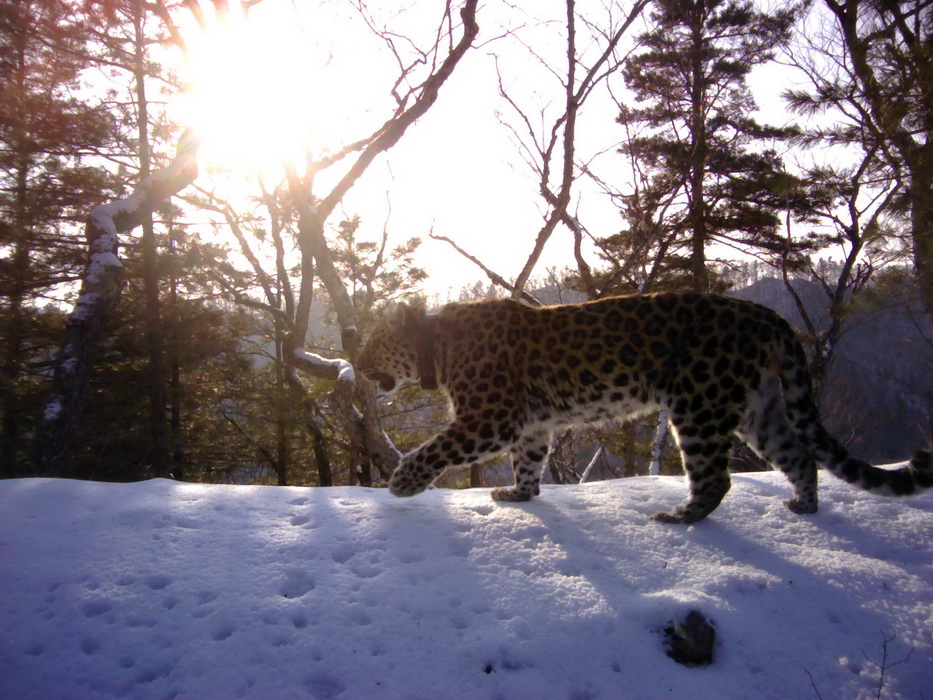 В Приморье обнаружен леопард-долгожитель