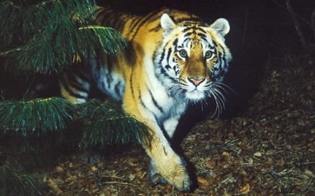 Владимир Путин поручил принять стратегию сохранения тигров и леопардов