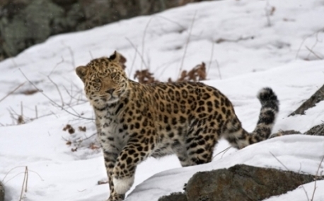 Приморье: Белолапый самец леопарда вновь попал в объективы фотоловушек