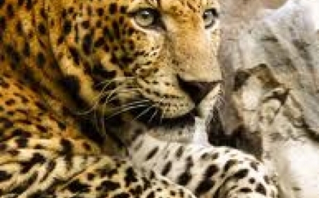 Приморцы помогут сохранить дальневосточного леопарда