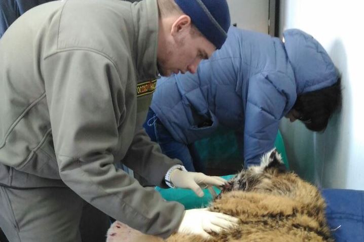 Раненый тигренок в Приморье идет на поправку