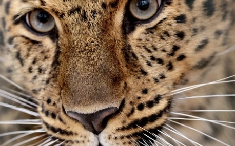 Приморскому леопарду в белых «перчатках» придумали имя