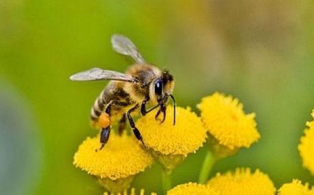 Приморские пчеловоды произвели более 4 тысяч тонн меда
