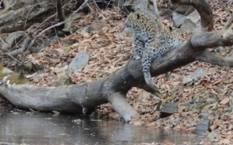Реалити-шоу о многодетной семье леопардов стартует в Приморье
