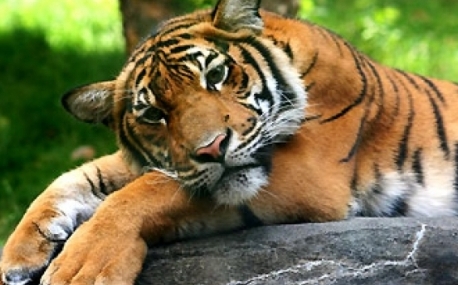 В Приморье наказан убийца тигра