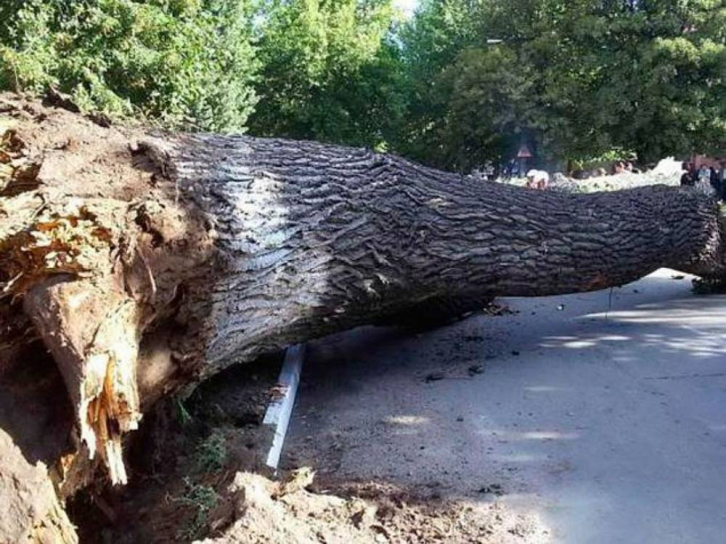 Очередное дерево упало на  автомобиль во Владивостоке