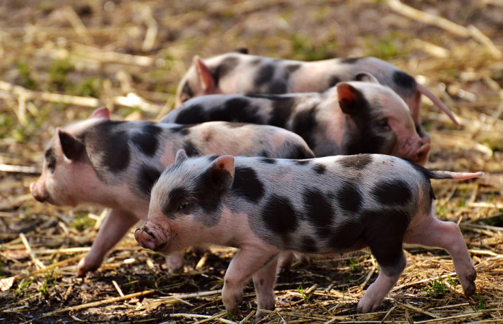 Вспышка африканской чумы у свиней зафиксирована в Приморье