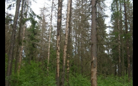 Гигант лесодобывающей промышленности в Приморье отказался от вырубки
