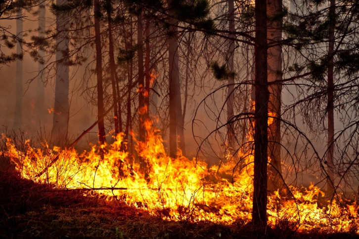 Лесные пожары в Приморье стали тушить быстрее