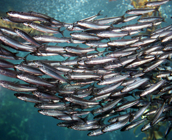 Приморские рыбаки увеличили вылов иваси в три раза
