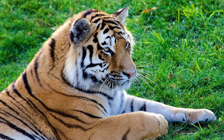 Нападающего на приморцев тигра признали нестандартным