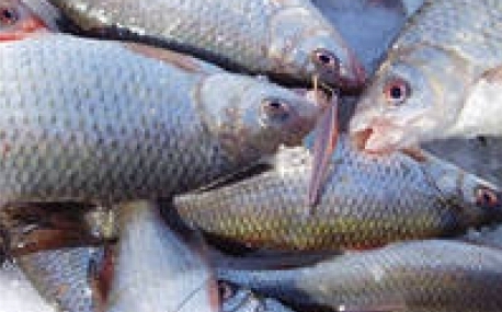 Контроль нерестовых рыб усилила рыбоохрана