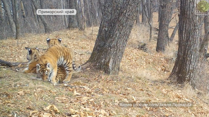 Редкие видеокадры тигров сняли  в нацпарке "Земля леопарда"