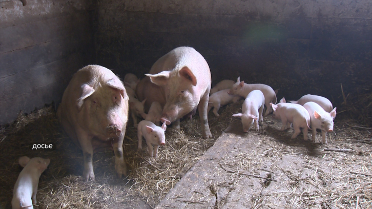 Чума свиней выявлена в Пограничном районе