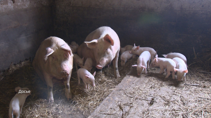 В Приморье зафиксирован случай обнаружения вируса африканской чумы свиней
