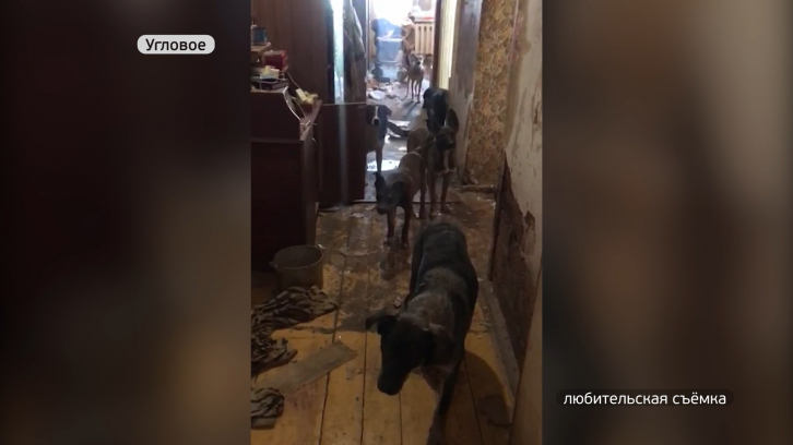 20 собак живут в квартире поселка Угловое