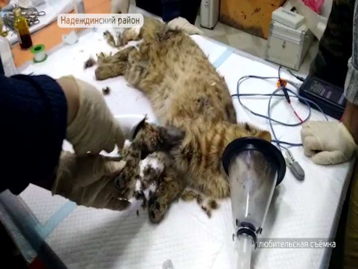 Дальневосточного кота прооперировали в Приморье 