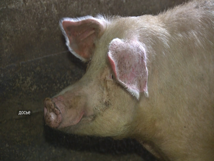 Вирус свиной чумы обнаружен в Спасском районе