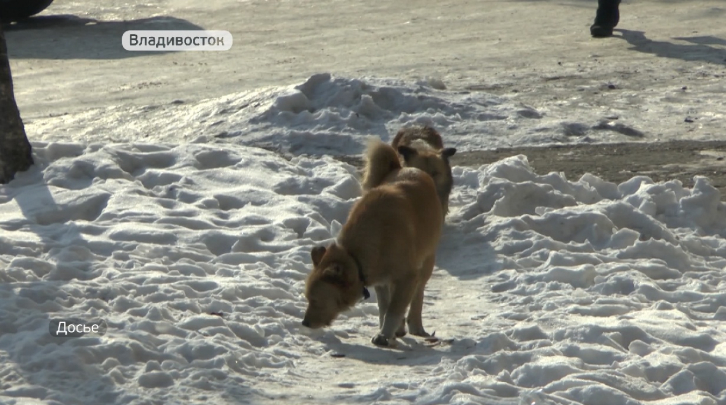 Почти 4 тысячи бродячих собак отловят в Приморье