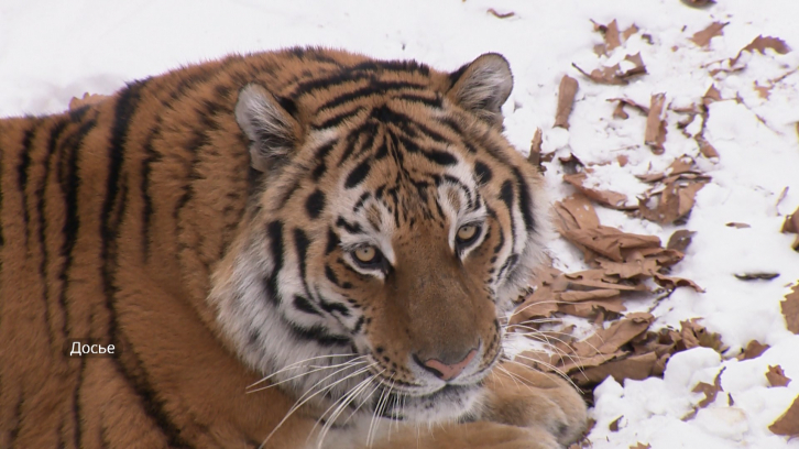 Тигрица, найденная на льду озера, трагически погибла