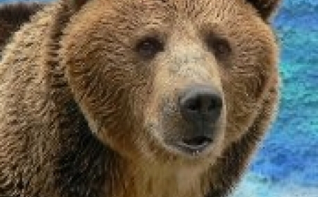 Восемь гималайских медведей из Уссурийска выпустят в естественную среду 