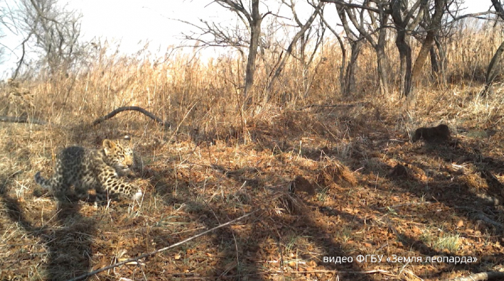 Молодого леопарда спасли от пожара в Приморье