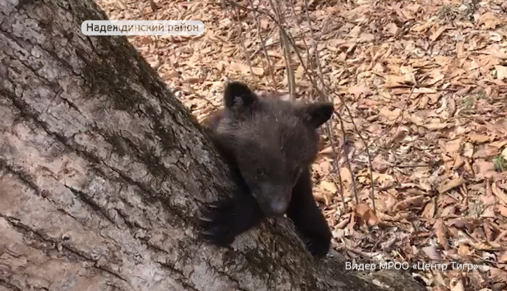 Медведя-сироту спасают в Приморье 