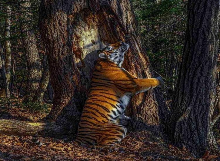 Тигрица из нацпарка «Земля леопарда» прославилась на весь мир