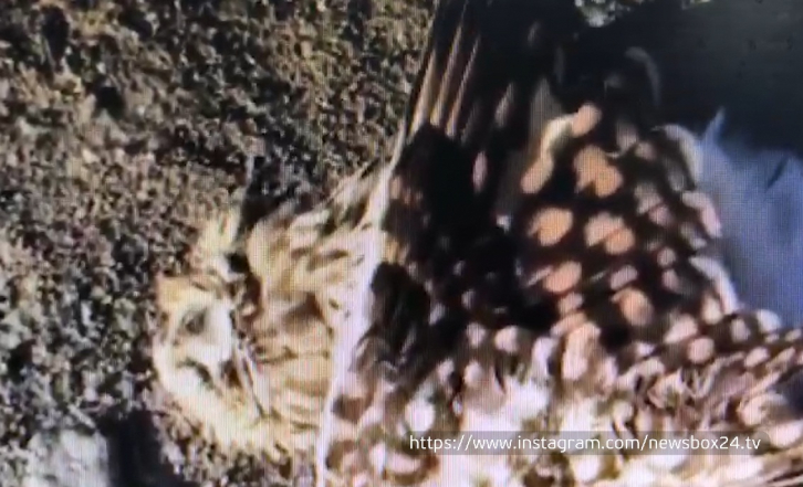 Неизвестные ради забавы застрелили в Уссурийске сову