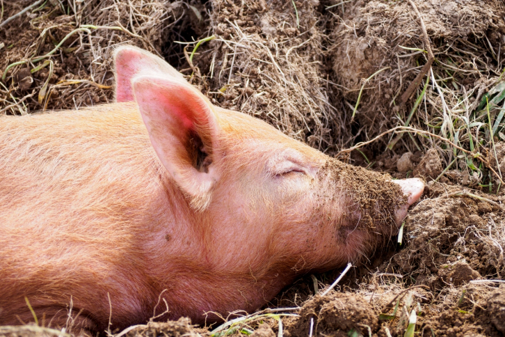В Приморье ликвидируют очаги африканской чумы свиней