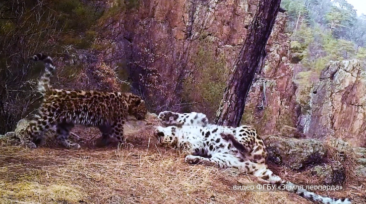 Объятия дальневосточных леопардов впервые попали на видео