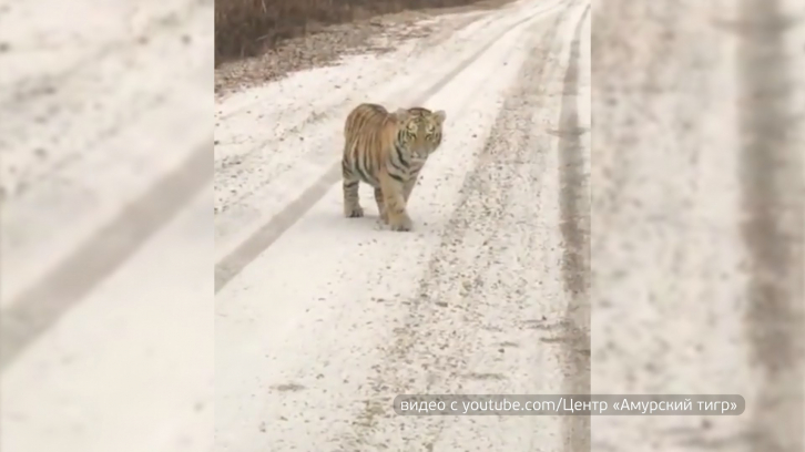 Охотнадзор сообщает: у вышедших на дорогу тигрят есть мать