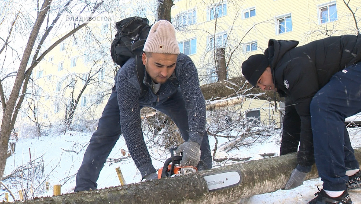 Жителям Владивостока разрешили спиливать деревья и ветки
