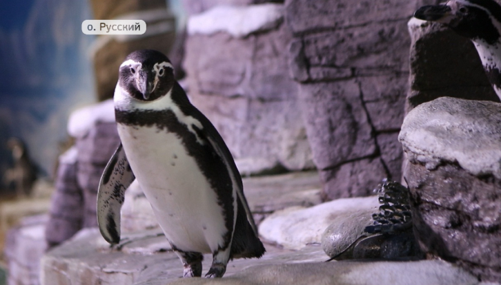 Пингвины Гумбольдта подрастают в Приморском океанариуме 