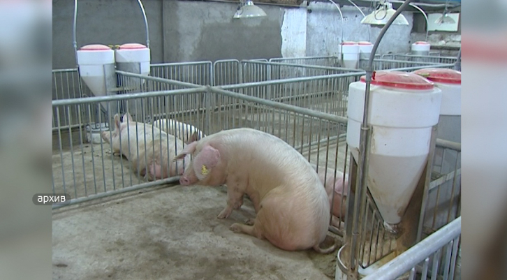 Производство собственной свинины растёт в Приморье 