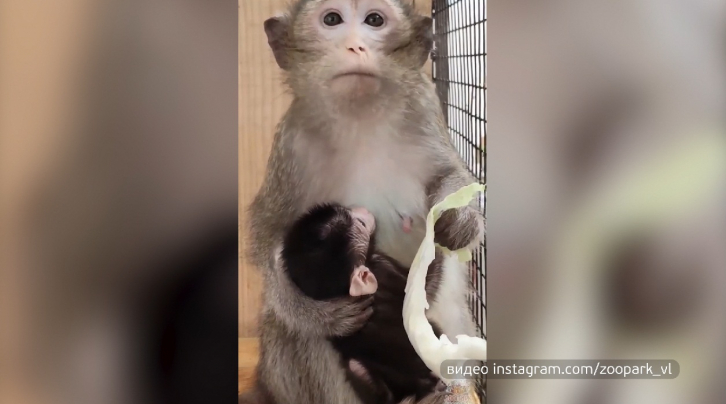 В приморском зоопарке впервые родился малыш обезьяны