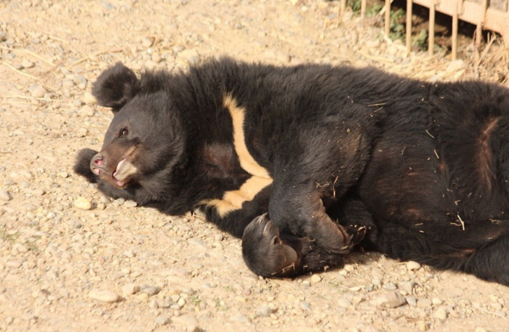 В Приморье спасли маленькую медведицу 