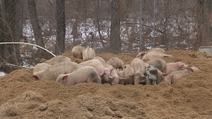 Карантин по африканской чуме свиней сняли в нескольких районах Приморья